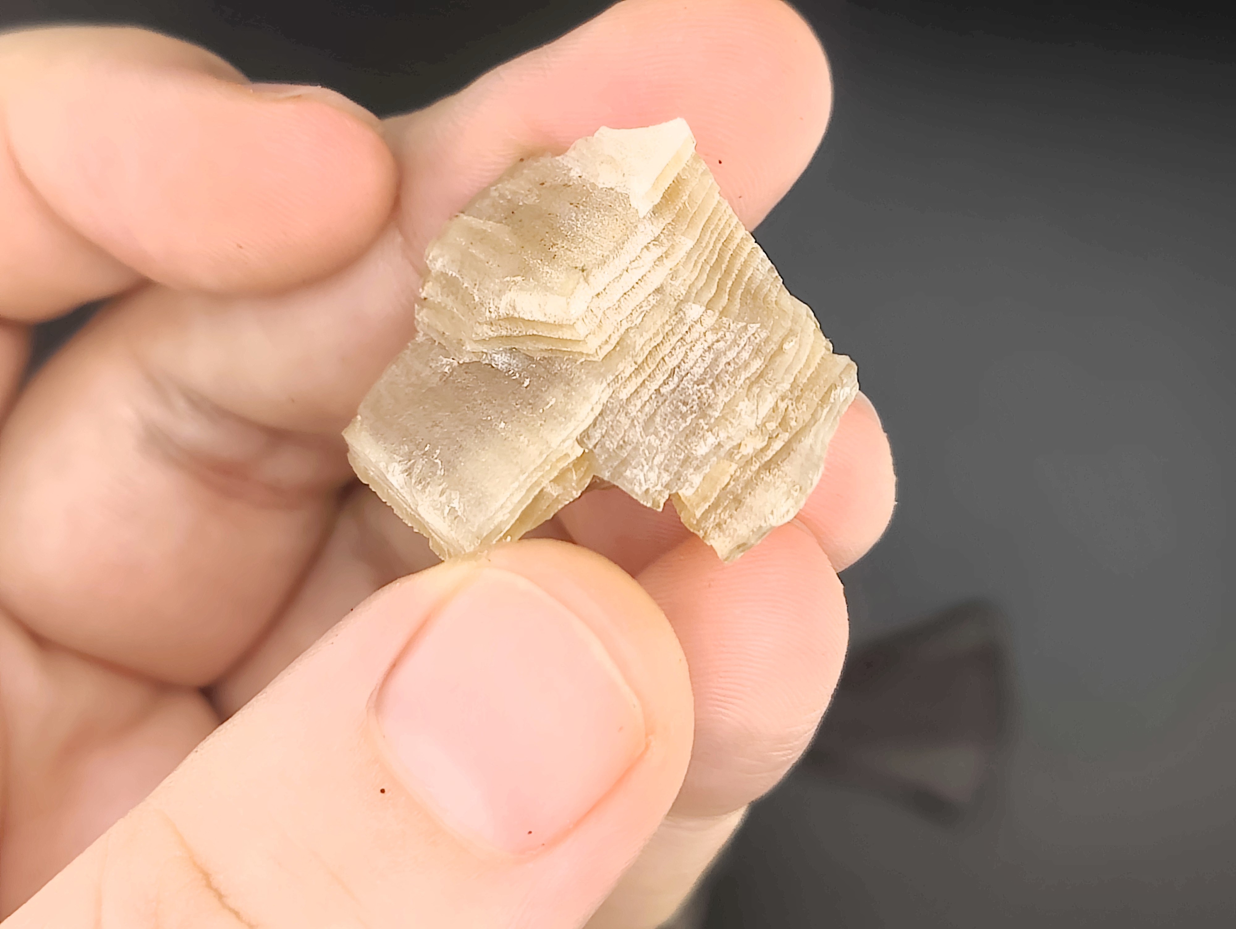 AAM0030 Окаменелое дерево с замещением опалом, Приморье